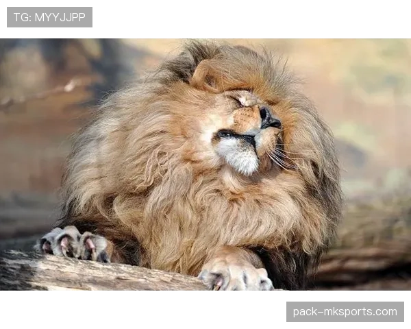 捷克球迷雄狮助威,国家队近期表现稳健 捷克球迷雄狮助威,国家队近期表现稳健